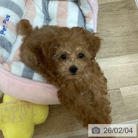 京都府のトイプードル(トイ) (ペットプラス イオンモールKYOTO店/2025年11月24日生まれ/女の子/レッドフォーン)の子犬の3枚目の画像