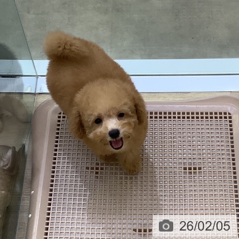 トイ・プードルの写真