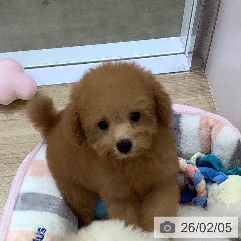 トイ・プードルの写真