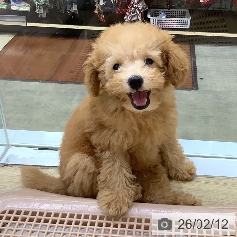 トイ・プードルの写真