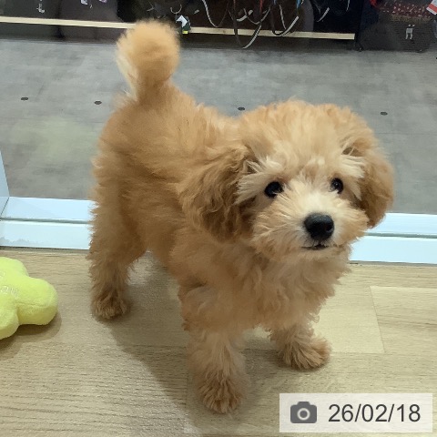 トイ・プードルの写真