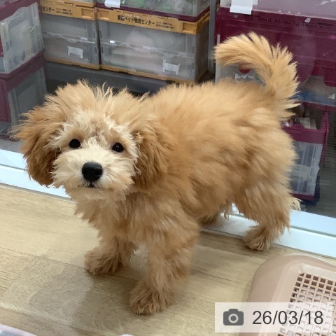 トイ・プードルの写真