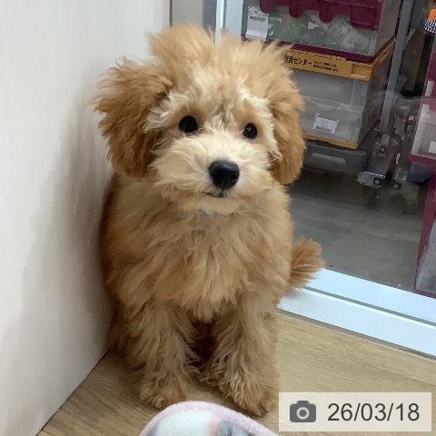 トイ・プードルの写真