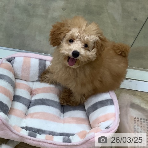 トイ・プードルの写真