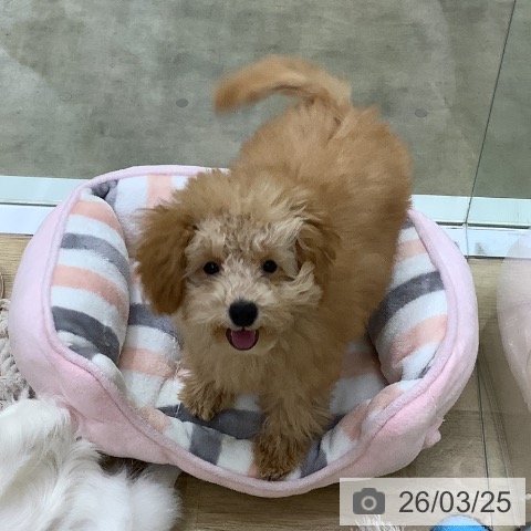 トイ・プードルの写真