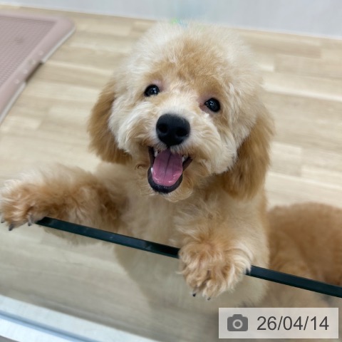 大阪府のトイプードル(トイ) (ペットプラス 松原店/2025年11月24日生まれ/男の子/アプリコット)の子犬の4枚目の画像