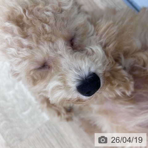 和歌山県のトイプードル(トイ) (ペットプラス 和歌山店/2025年11月24日生まれ/男の子/アプリコット)の子犬の4枚目の画像