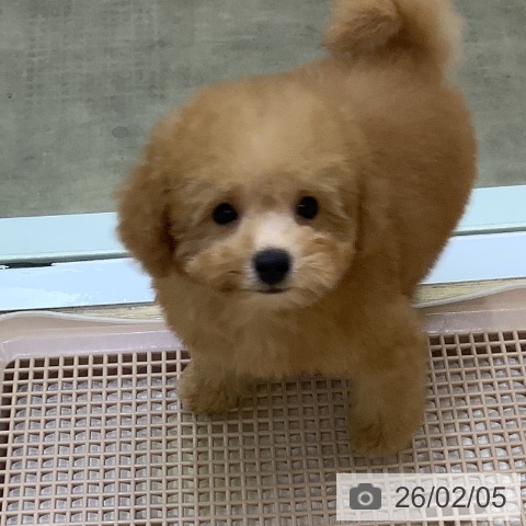 兵庫県のトイプードル(トイ) (ペットプラス 明石店/2025年11月24日生まれ/男の子/アプリコット)の子犬の3枚目の画像