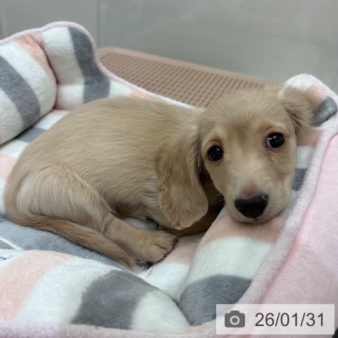 ミニチュア・ダックスフンドの写真