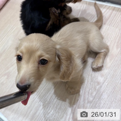 ミニチュア・ダックスフンドの写真