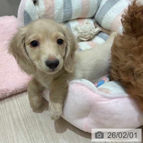 ミニチュア・ダックスフンドの写真