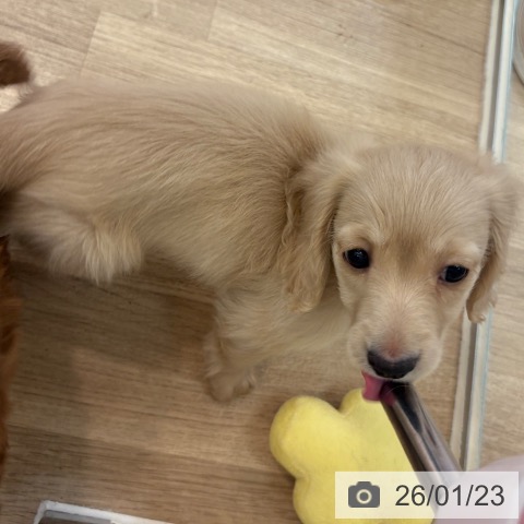 大阪府のミニチュアダックスフンド(ロング) (ペットプラス 大阪ドームシティ店/2025年11月22日生まれ/男の子/イエロー)の子犬の4枚目の画像