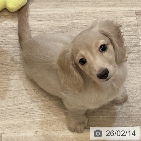 大阪府のミニチュアダックスフンド(ロング) (ペットプラス 大阪ドームシティ店/2025年11月22日生まれ/男の子/イエロー)の子犬の4枚目の画像