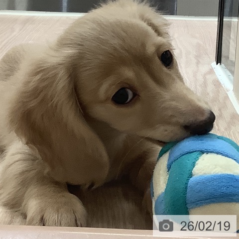 大阪府のミニチュアダックスフンド(ロング) (ペットプラス 大阪ドームシティ店/2025年11月22日生まれ/男の子/イエロー)の子犬の4枚目の画像