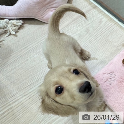 大阪府のミニチュアダックスフンド(ロング) (ペットプラス 大阪ドームシティ店/2025年11月22日生まれ/男の子/イエロー)の子犬の3枚目の画像