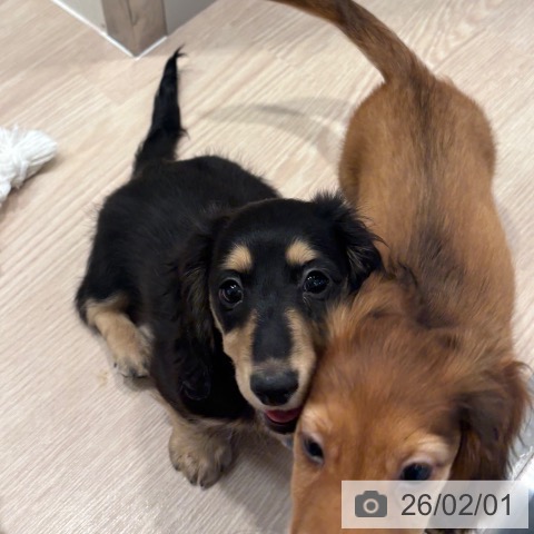 和歌山県のミニチュアダックスフンド(ロング) (ペットプラス 和歌山店/2025年11月22日生まれ/女の子/ブラックイエロー)の子犬の3枚目の画像