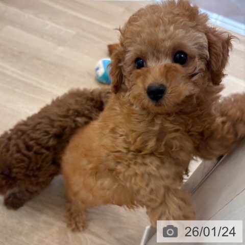 大阪府のトイプードル(トイ) (ペットプラス 大阪ドームシティ店/2025年11月18日生まれ/男の子/レッドフォーン)の子犬の4枚目の画像