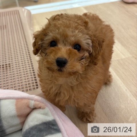 大阪府のトイプードル(トイ) (ペットプラス 大阪ドームシティ店/2025年11月18日生まれ/男の子/レッドフォーン)の子犬の3枚目の画像