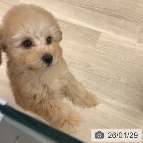 大阪府のトイプードル(トイ) (ペットプラス りんくう泉南店/2025年11月18日生まれ/男の子/オレンジフォーン)の子犬の4枚目の画像