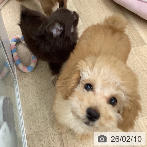 大阪府のトイプードル(トイ) (ペットプラス りんくう泉南店/2025年11月18日生まれ/男の子/オレンジフォーン)の子犬の4枚目の画像