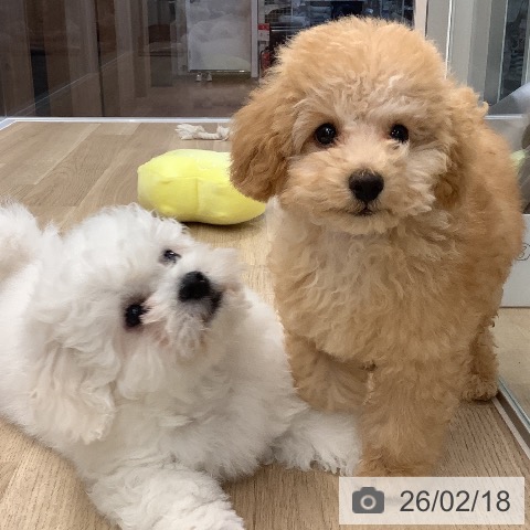 大阪府のトイプードル(トイ) (ペットプラス りんくう泉南店/2025年11月18日生まれ/男の子/オレンジフォーン)の子犬の4枚目の画像