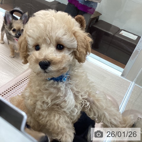 大阪府のトイプードル(トイ) (ペットプラス ららぽーと和泉店/2025年11月18日生まれ/男の子/オレンジフォーン)の子犬の4枚目の画像