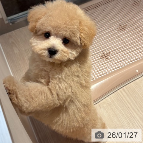 和歌山県のトイプードル(トイ) (ペットプラス 和歌山店/2025年11月18日生まれ/男の子/ペールフォーン)の子犬の4枚目の画像