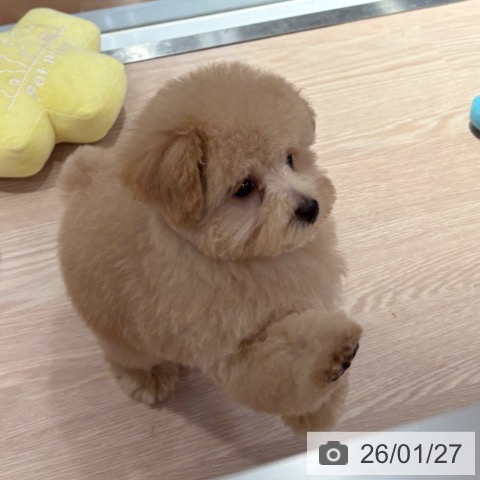 和歌山県のトイプードル(トイ) (ペットプラス 和歌山店/2025年11月18日生まれ/男の子/ペールフォーン)の子犬の3枚目の画像