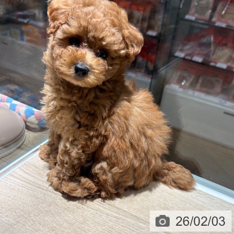 兵庫県のトイプードル(トイ) (ペットプラス 神戸三宮店/2025年11月24日生まれ/男の子/レッド)の子犬の3枚目の画像