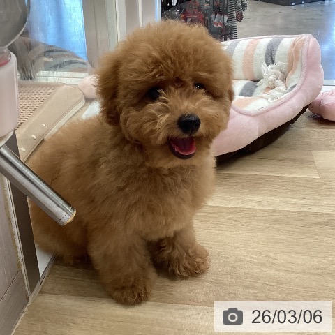 兵庫県のトイプードル(トイ) (ペットプラス 明石店/2025年11月24日生まれ/男の子/レッド)の子犬の4枚目の画像