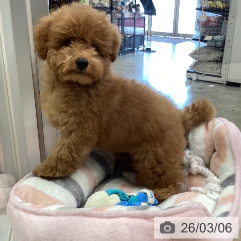 兵庫県のトイプードル(トイ) (ペットプラス 明石店/2025年11月24日生まれ/男の子/レッド)の子犬の3枚目の画像