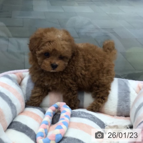 大阪府のトイプードル(トイ) (ペットプラス ららぽーと和泉店/2025年11月24日生まれ/女の子/レッド)の子犬の4枚目の画像