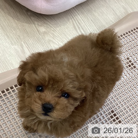 大阪府のトイプードル(トイ) (ペットプラス ららぽーと和泉店/2025年11月24日生まれ/女の子/レッド)の子犬の3枚目の画像