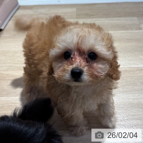 トイ・プードルの写真