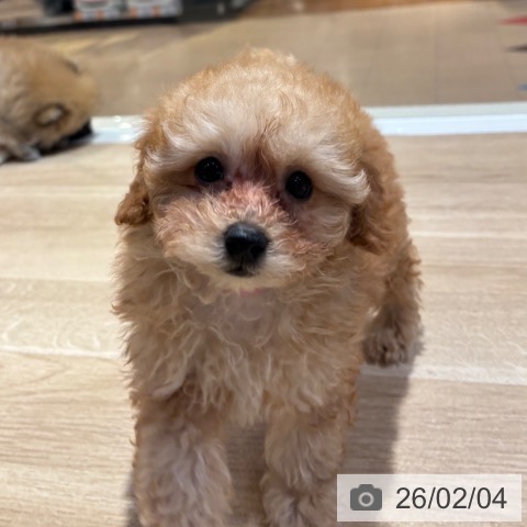 トイ・プードルの写真