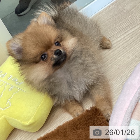 大阪府のポメラニアン (ペットプラス ららぽーと和泉店/2025年11月17日生まれ/女の子/オレンジセーブル)の子犬の4枚目の画像