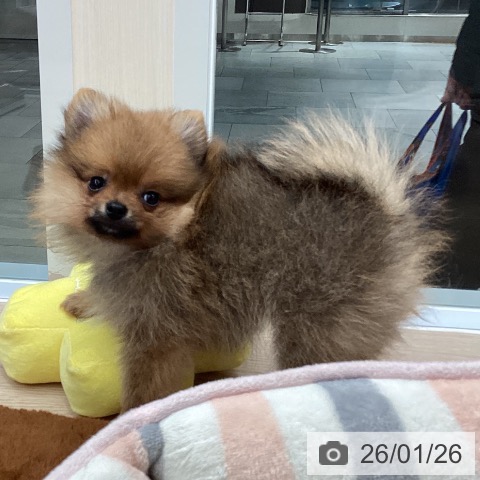 大阪府のポメラニアン (ペットプラス ららぽーと和泉店/2025年11月17日生まれ/女の子/オレンジセーブル)の子犬の3枚目の画像