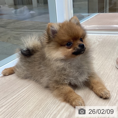 大阪府のポメラニアン (ペットプラス ららぽーと和泉店/2025年11月17日生まれ/女の子/オレンジセーブル)の子犬の3枚目の画像