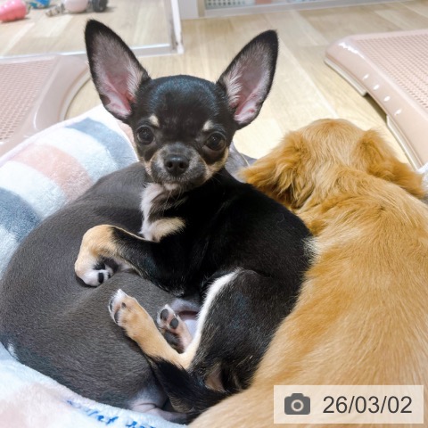 大阪府のチワワ(ロング) (ペットプラス イオン大日店/2025年11月23日生まれ/男の子/ブラックタン)の子犬の4枚目の画像