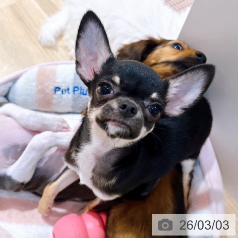 大阪府のチワワ(ロング) (ペットプラス イオン大日店/2025年11月23日生まれ/男の子/ブラックタン)の子犬の3枚目の画像