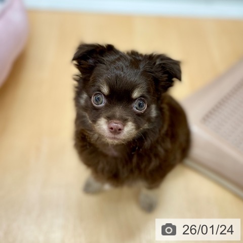 京都府のチワワ(ロング) (ペットプラス 醍醐店/2025年11月13日生まれ/男の子/チョコレートタンホワイト)の子犬の4枚目の画像