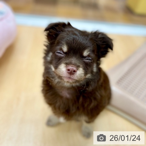 京都府のチワワ(ロング) (ペットプラス 醍醐店/2025年11月13日生まれ/男の子/チョコレートタンホワイト)の子犬の3枚目の画像