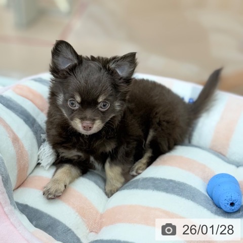 京都府のチワワ(ロング) (ペットプラス 醍醐店/2025年11月13日生まれ/男の子/チョコレートタンホワイト)の子犬の3枚目の画像