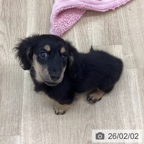 新潟県のミニチュアダックスフンド(ロング) (ペットプラス 新潟南店/2025年11月26日生まれ/男の子/ブラックイエロー)の子犬の4枚目の画像