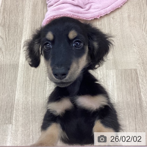 新潟県のミニチュアダックスフンド(ロング) (ペットプラス 新潟南店/2025年11月26日生まれ/男の子/ブラックイエロー)の子犬の3枚目の画像