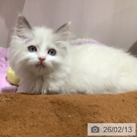 大阪府のラグドール (ペットプラス 鶴見店/2025年11月12日生まれ/女の子/ブルーポイントバイカラー)の子猫の3枚目の画像