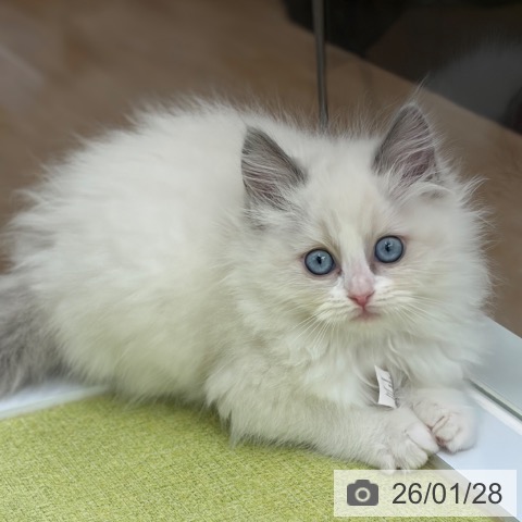 京都府のラグドール (ペットプラス 京都桂川店/2025年11月25日生まれ/女の子/ブルーポイントバイカラー)の子猫の4枚目の画像