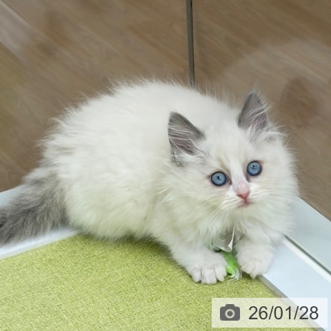 京都府のラグドール (ペットプラス 京都桂川店/2025年11月25日生まれ/女の子/ブルーポイントバイカラー)の子猫の3枚目の画像