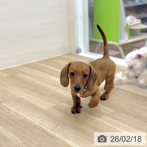 ミニチュア・ダックスフンドの写真