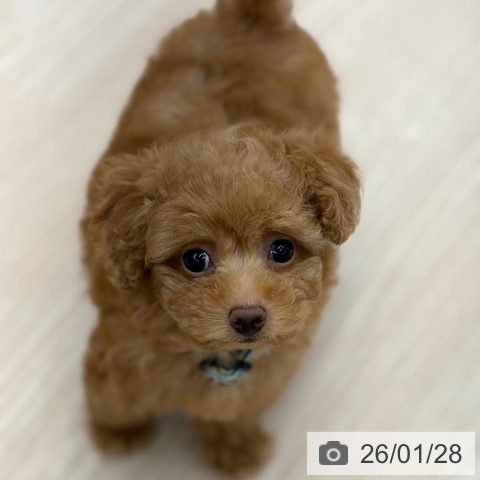 京都府のトイプードル(トイ) (ペットプラス 京都桂川店/2025年11月25日生まれ/男の子/レッドフォーン)の子犬の3枚目の画像